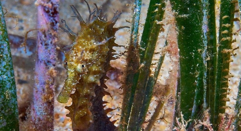 Zagađenje podvodnom bukom moglo bi oštetiti ključne oceanske biljke
