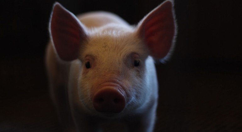 Amerikanac se oporavlja nakon prve transplantacije srca svinje čovjeku