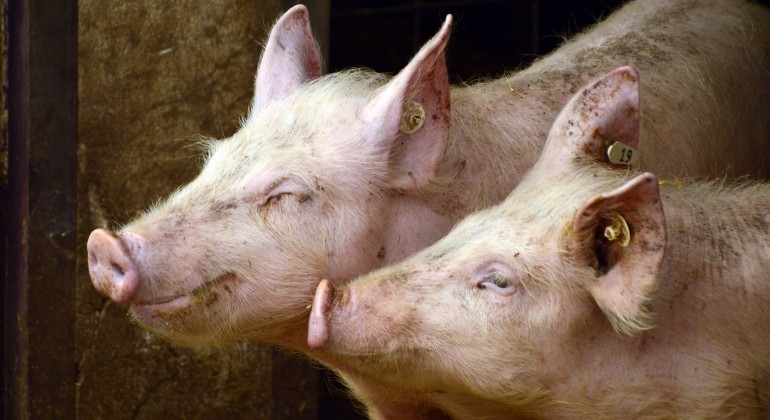 Njemački istraživači uzgajat će svinje za transplantacije srca ljudima