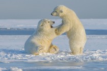 Polarni medvjedi se nastoje prilagoditi sve duljim arktičkim razdobljima bez leda