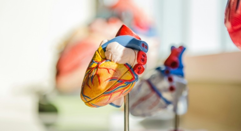 Medicinari priznali aortu kao zaseban ljudski organ