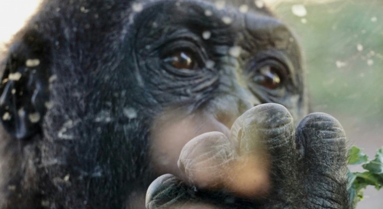 Kamo je Homo sapiens otišao nakon što je napustio Afriku? Nova studija ima odgovor