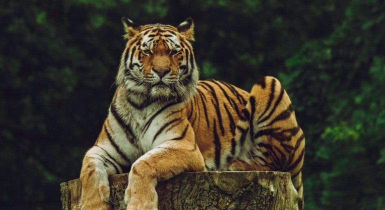 Indonezija u potrazi za više dokaza da je javanski tigar još uvijek u divljini