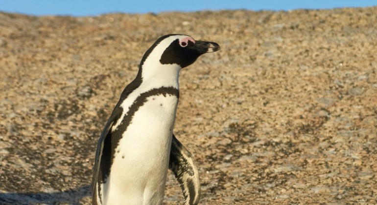 Tisuće carskih pingvina uginule zbog sve bržeg topljenja leda