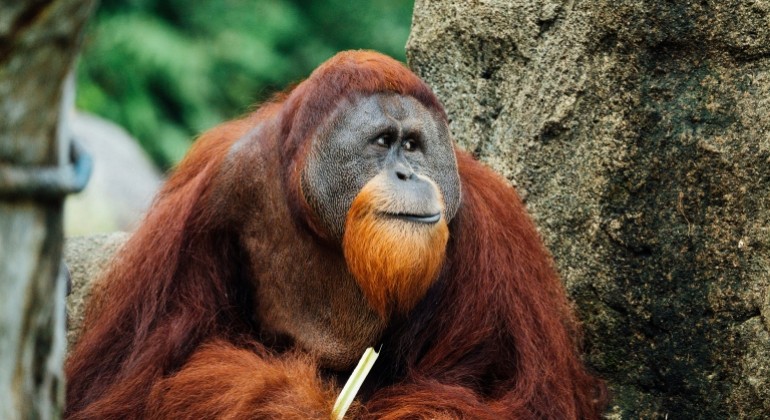 Orangutan liječio ranu ljekovitim biljem