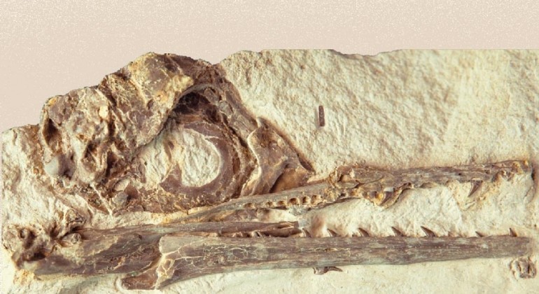 Veliki mozgovi možda su pomogli pticama da prežive za dinosaure smrtonosan asteroid