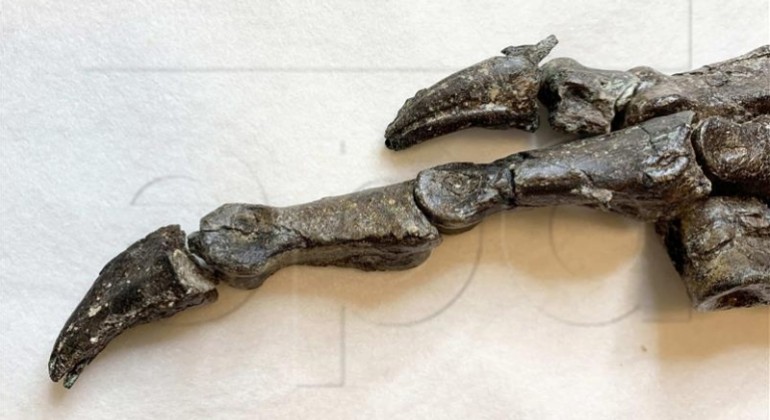 U Brazilu otkriveni ostaci rijetke vrste dinosaura