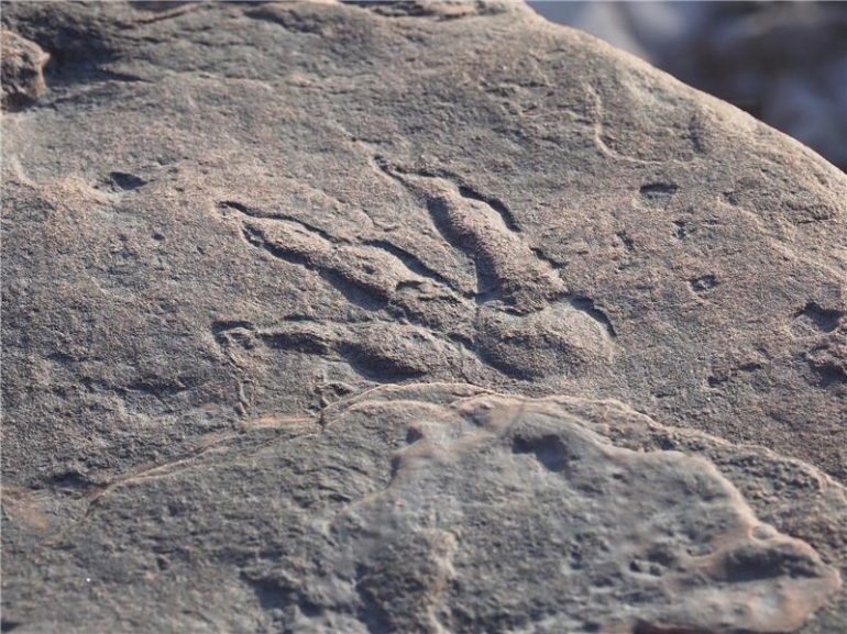 Fotografija koju je stavio na raspolaganje Nacionalni muzej Walesa pokazuje, kako znanstvenici kažu, otisak dinosaura star 220 milijuna godina, koji je pronađen na plaži u zaljevu Bendricks u blizini Barryja, Wales, Britanija, 25. siječnja 2021. (izdano 31. siječnja 2021. ). 4-godišnja djevojčica po imenu Lily otkrila je otisak stopala neidentificiranog dinosaura dok je šetala plažom u blizini velškog grada Barryja. EPA/Amgueddfa Cymru / Nacionalni muzej Walesa