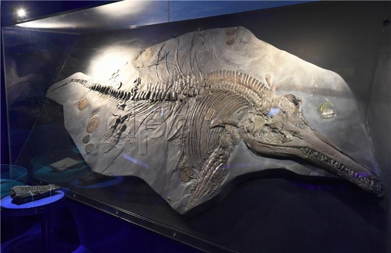 Otprilike 200 milijuna godina star fosilizirani ihtiosaur (Ichthyosaurus communis) izložen je u Landesmuseumu (državnom muzeju) u Hannoveru, Njemačka, 25. kolovoza 2017. Znanstvenici su pronašli embrij u želucu do sada neistražene ženke ihtiosaura. Fosil je dug tri do tri i pol metra. Foto: Holger Hollemann/dpa