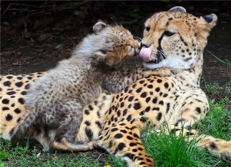 Mladi gepard s majkom u ograđenom prostoru u zoološkom vrtu u Opoleu, Poljska, 24. rujna 2018. Tri mlada geparda (Acinonyx jubatus) rođena su prije devet tjedana u zoološkom vrtu u Opoleu. EPA/Krzysztof Swiderski POLJSKA OUT