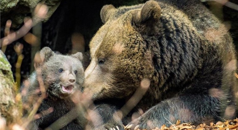 Smeđi medvjedi mijenjaju staništa radi lova na sobove i telad losa