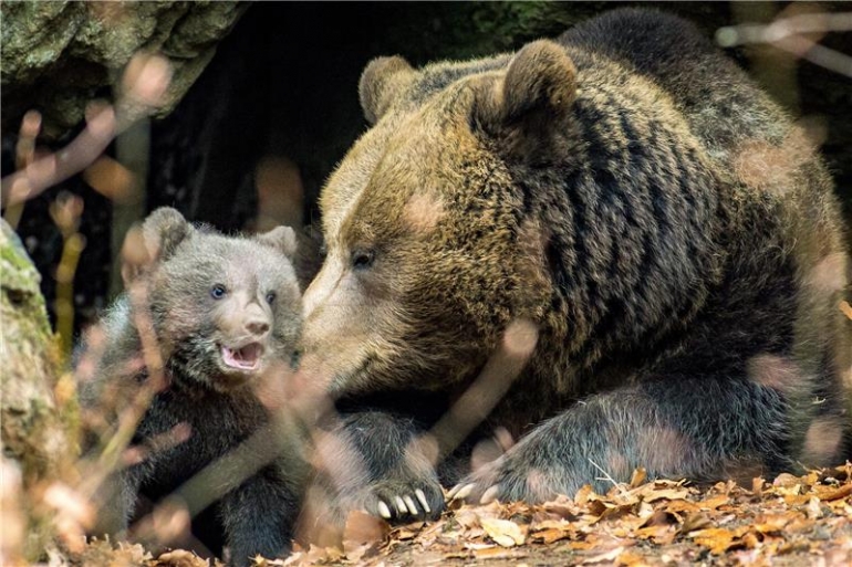 Smeđi medvjed 'Luna' i njegovo potomstvo u Neuschoenauu, Njemačka, 6. travnja 2016. Dvoje mladih ima deset do dvanaest tjedana i rođeni su u nacionalnom parku Bayerischer Wald. EPA/FRANK BIETAU