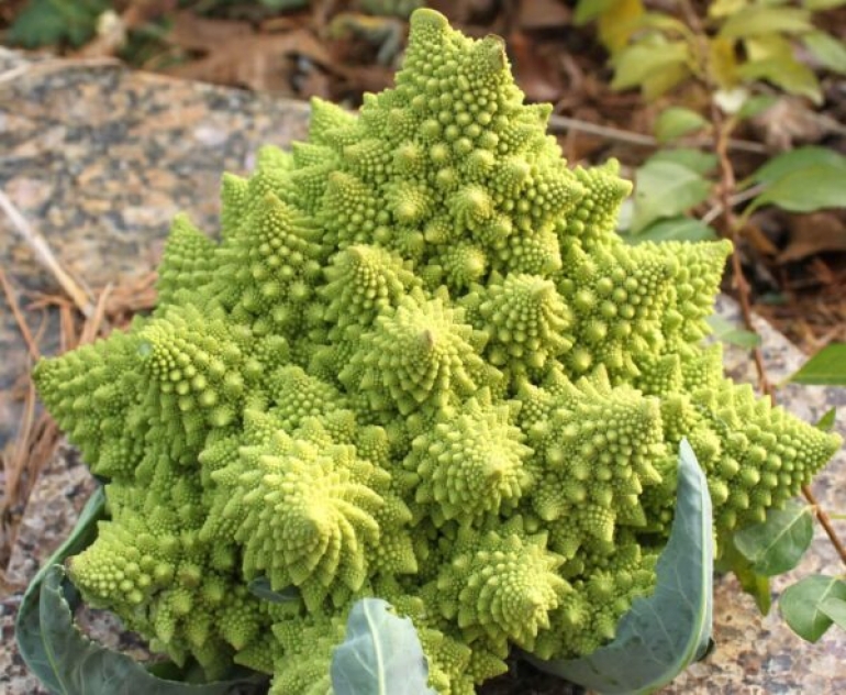 Povrće Romanesco raste u spiralnim fraktalnim uzorcima. Izvor: www.seedway.com