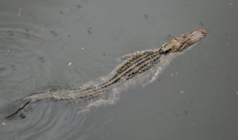 Aligator. Izvor: Rajkiran/Flickr/CC BY-ND 2.0