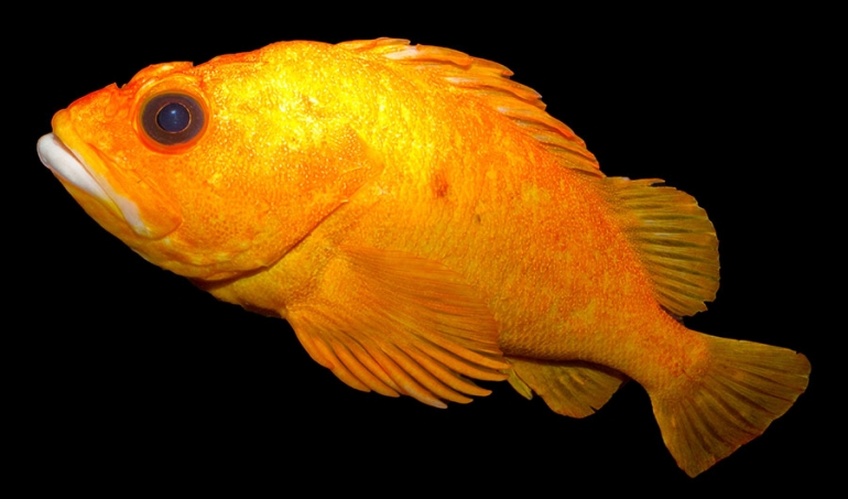 žutooka kamena riba (Sebastes ruberrimus), na slici gore, može živjeti do 147 godina. Najdugovječnija vrsta kamene ribe, grubooka kamena riba (Sebastes aleutianus), može doživjeti i preko 200 godina. Izvor: Brian Gratwicke/Flickr/CC BY 2.0