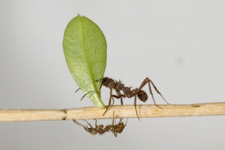 Acromyrmex mrav rezač lišća. Acromyrmex rezači lišća imaju šupljine u svojim egzoskeletima u kojima uzgajaju korisne bakterije koje pomažu u borbi protiv štetnih gljivica. Izvor:  Deadstar0
