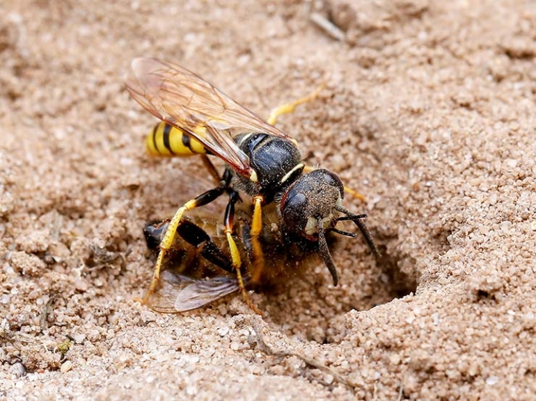 ženka ose pčelinji vuk (eng. Beewolf wasp) vuče pčelu u svoje gnijezdo kako bi osigurala svoje ličinke. Izvor: Charlie Jackson/Flickr/CC by 2.0