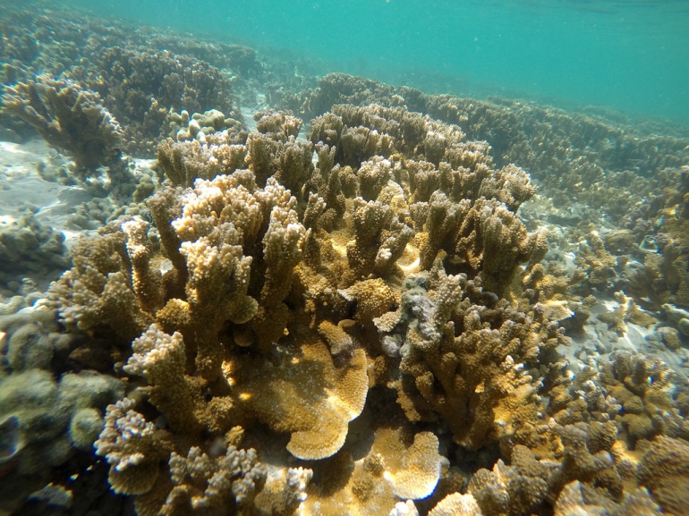 Pocillopora damicornis koralj. Izvor: Peter Prokosch