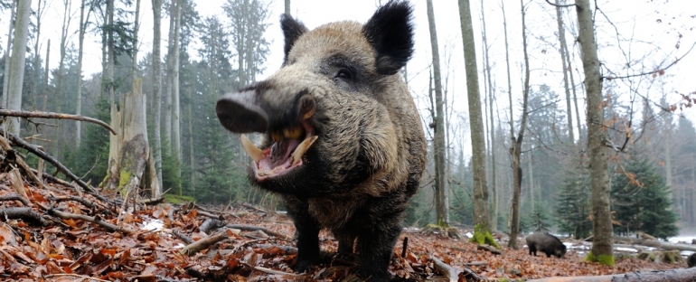 Divlje svinje (Sus Scrofa). (mauribo/Canva Pro)
