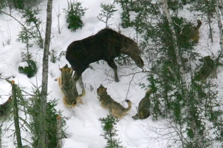 Vukovi u lovu. (J. Vucetich/Tehnološko sveučilište Michigan/ NPS )