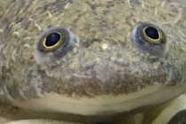 Evolucijsko podrijetlo dlake identificirano kod najnevjerojatnijih životinja