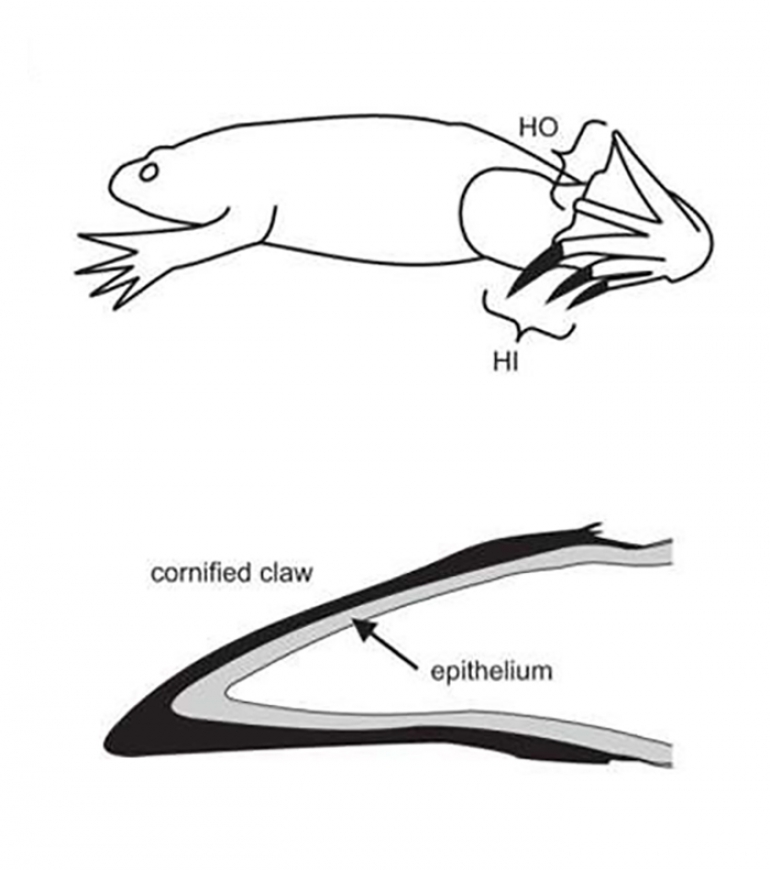 Ekspresija molekula sličnih keratinu u vršcima nožnih prstiju Xenopus tropicalis povezana je s rožnatim pandžama. Kandže su prisutne na unutarnjim (HI) prstima stražnjih udova, a nema kandži na vanjskim (HO) prstima stražnjih udova ili na prednjim udovima. ( Carron et al., Nature Communications , 2024. )