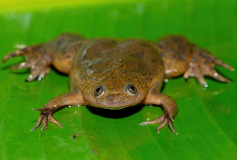 Primjer žabe s pandžama ( Xenopus laevis ). (Craig Cordier/iStock/Getty Images Plus)