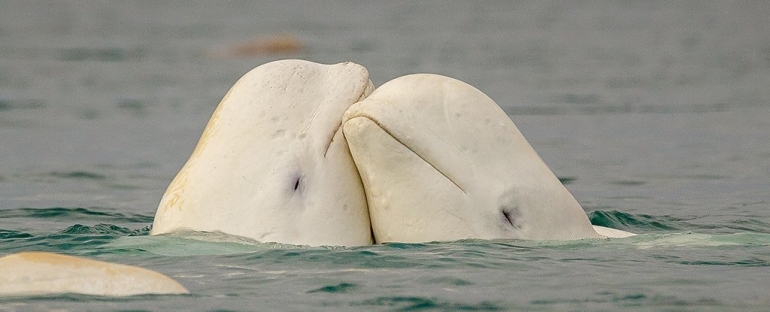 Beluga kitovi su jedna od pet vrsta kitova zubatih za koje se zna da prolaze kroz menopauzu. (Fotografija Davida Merrona/Getty Images)