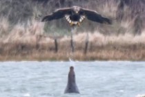 Prve fotografije svoje vrste uhvatile su trenutak kada je tuljan pljunuo na orla koji se obrušava