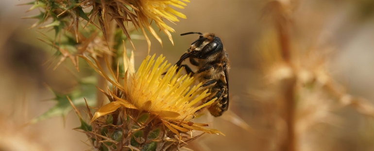Pčela Lithurgus skuplja nektar s grozdastog čička. (Wirestock/Getty Images)