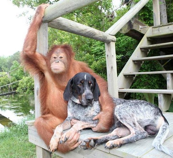 Suryia orangutan i pas Roscoe
