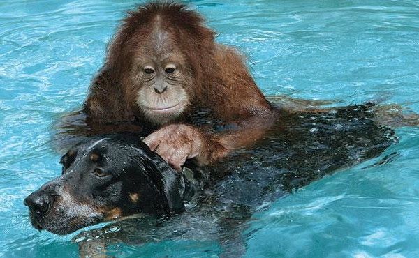 Suryia orangutan i pas Roscoe