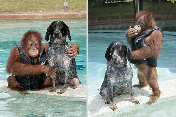 Suryia orangutan i pas Roscoe