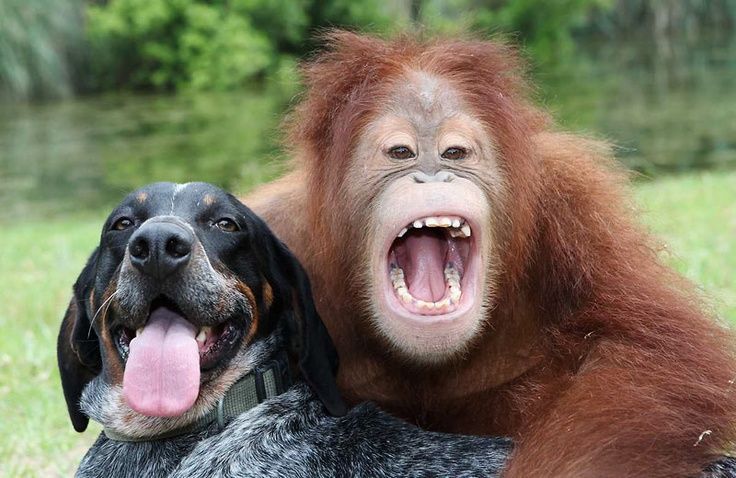 Suryia orangutan i pas Roscoe