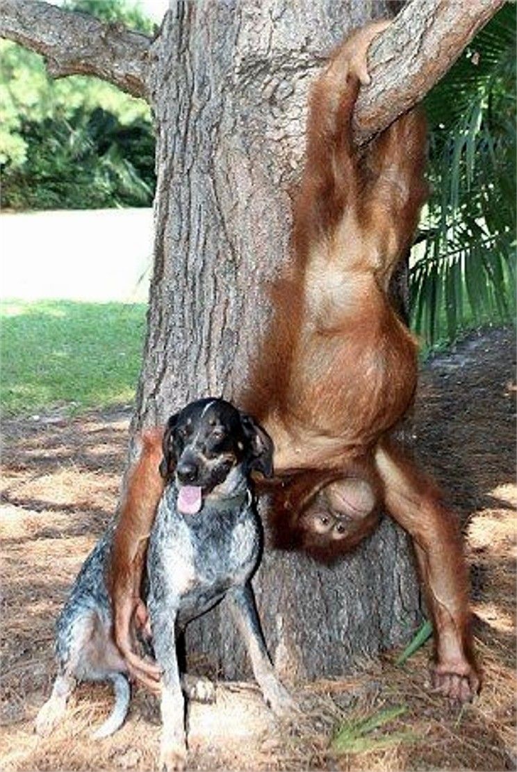 Suryia orangutan i pas Roscoe