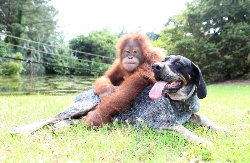 Suryia orangutan i pas Roscoe