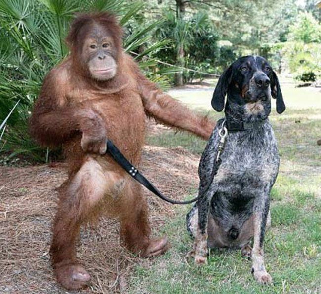 Suryia orangutan i pas Roscoe